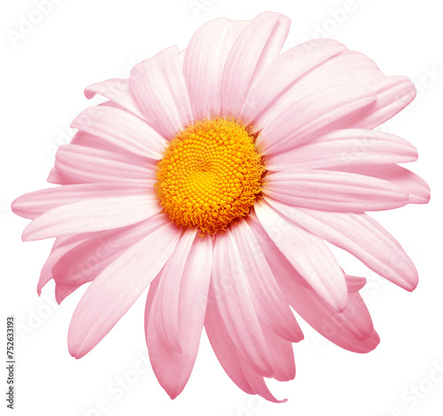 One pink daisy flower isolated on white background. Flat lay, top view. Floral pattern, object