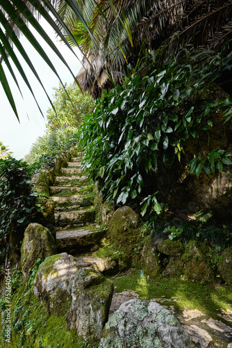 Stone stairs in the rainforest jungle