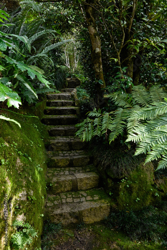 Stone stairs in the rainforest jungle