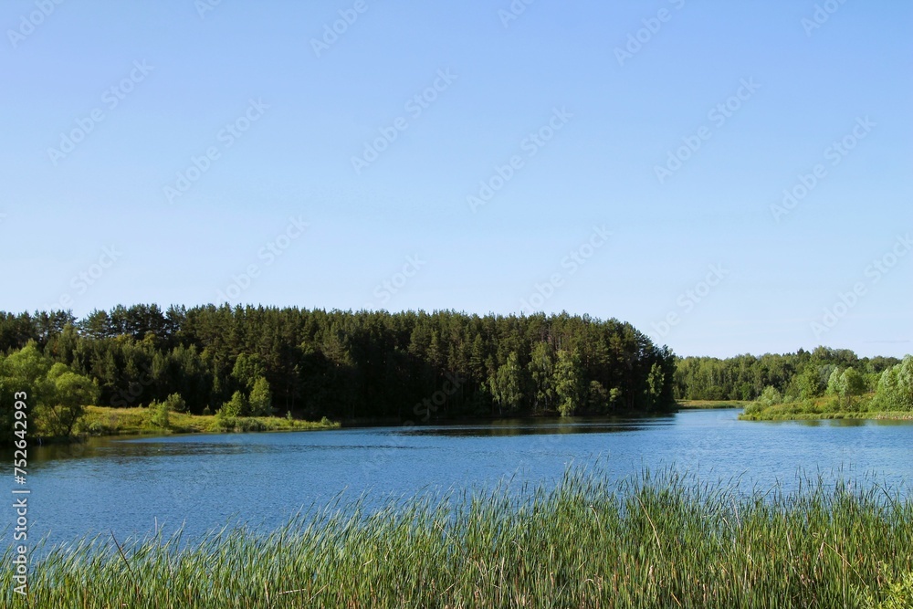 Forest lake, summer landscape with a lake under the sun