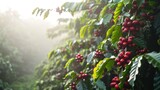 Fresh coffee berries from plantation farm at sunrise in a foggy morning.
