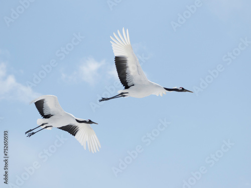 Pair of Red-crowned Cranes flying