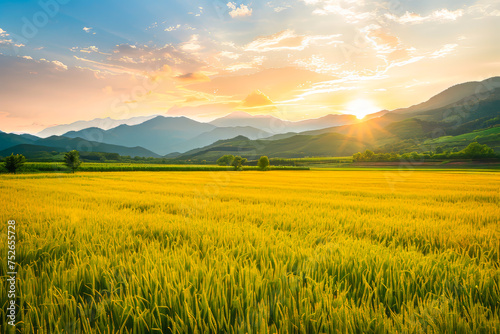 scenic view of a rice field at sunset