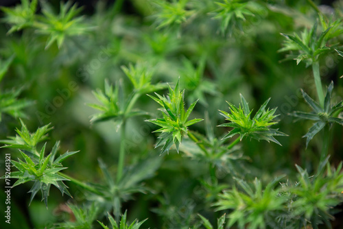 Close-up of young green wheat growing in the garden. Selective focus.