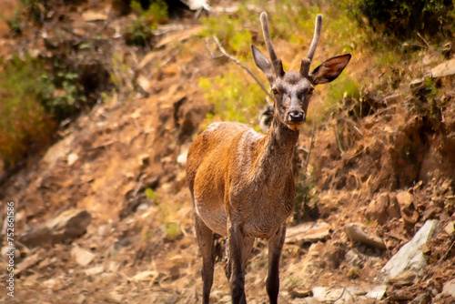 Un ciervo joven en el Parque Nacional de Monfragüe, Cáceres.