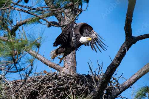 bald eagle in the tree
