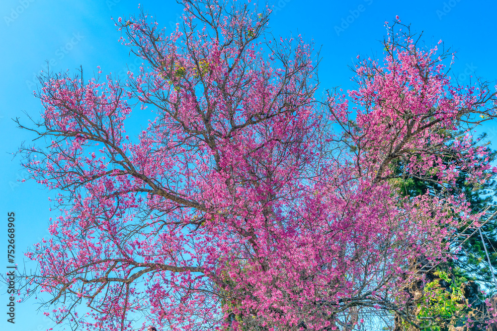 Cherry apricot branch blooms brilliantly on a spring morning with a blue sky background Cherry apricot branch blooms brilliantly on a spring morning with a blue sky background