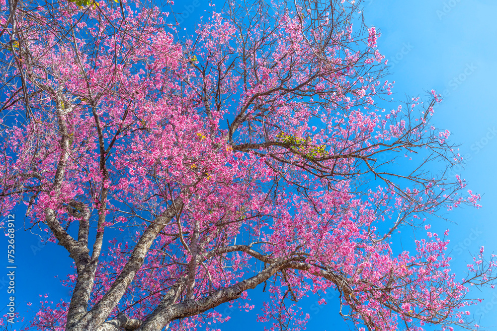 Cherry apricot branch blooms brilliantly on a spring morning with a blue sky background Cherry apricot branch blooms brilliantly on a spring morning with a blue sky background