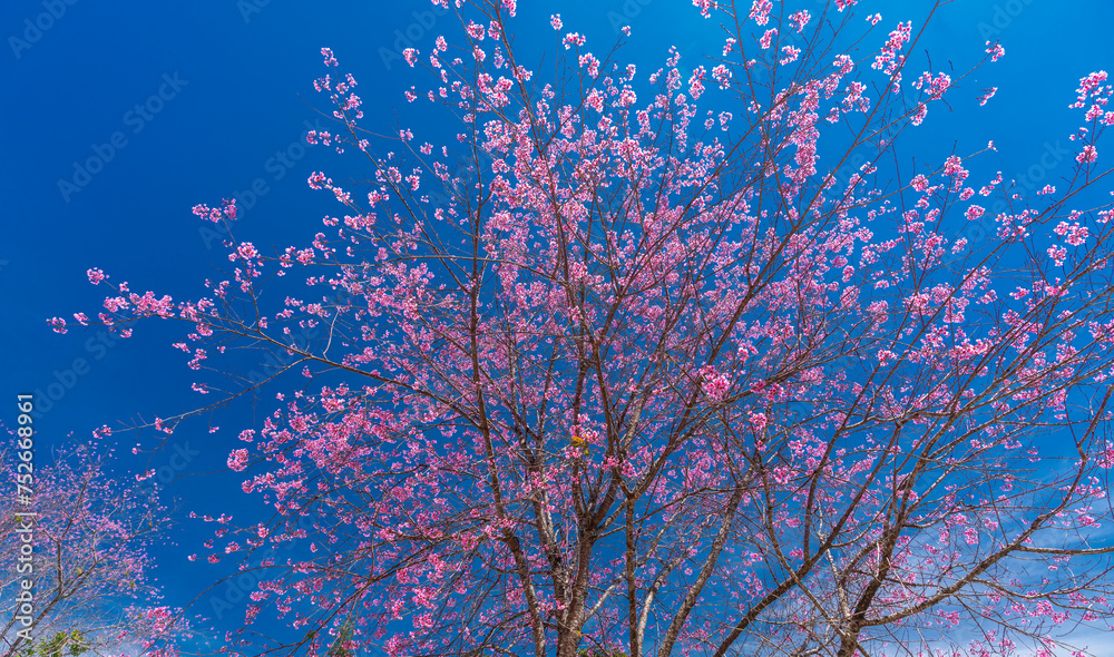 Cherry apricot branch blooms brilliantly on a spring morning with a blue sky background