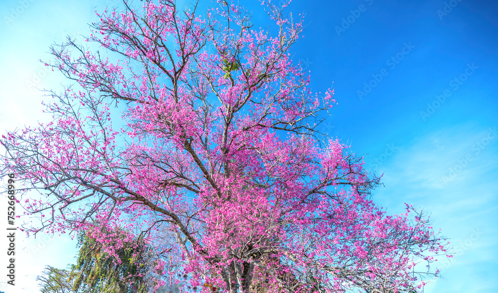 Cherry apricot branch blooms brilliantly on a spring morning with a blue sky background
