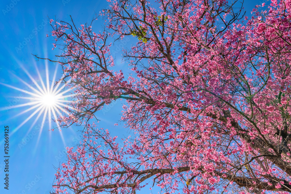 Cherry apricot branch blooms brilliantly on a spring morning with a blue sky background Cherry apricot branch blooms brilliantly on a spring morning with a blue sky background