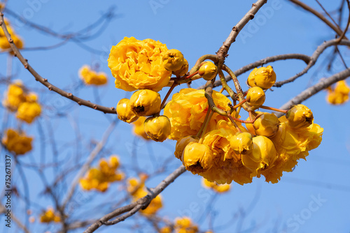 Yellow Silk Cotton flower, Scientific name is Cochlospermum religiosum Alston. silk-cotton tree, buttercup tree. yellow silk cotton or torchwood flower in Thailand photo