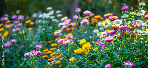 Photos Colorful wild straw flower or golden everlasting decoration in shades of orange, pink and purple with bright yellow petal, green stem and blurred background