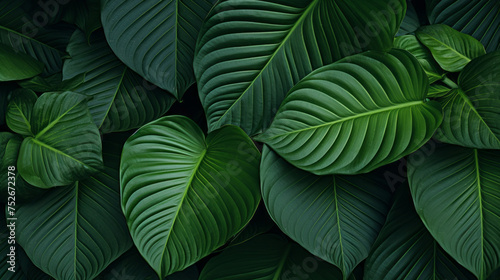 Tropical jungle green leaves background, horizontal Top down view. close - up...