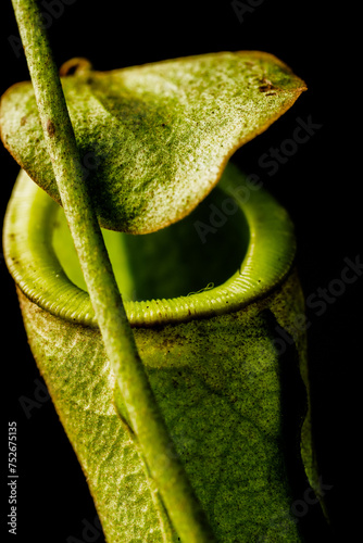 Mesmerizing close-up of the green hooded pitcher plant (Nepenthes spp.), elegantly captured against a black background. photo