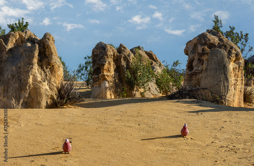Pinnacles desert of Nambung National Park Western Australia Australia