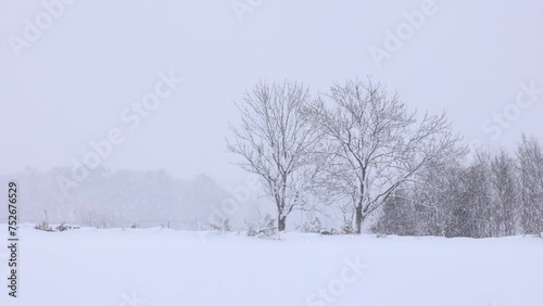北海道　雪が降る森林　冬　イメージ