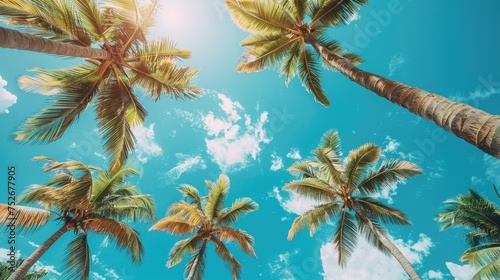 Coconut trees in the sunlight. Summer concept.