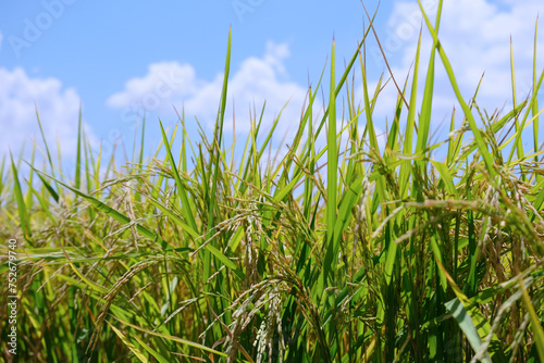 Fresh Ear of Rice in Paddy field, blue sky with clouds background