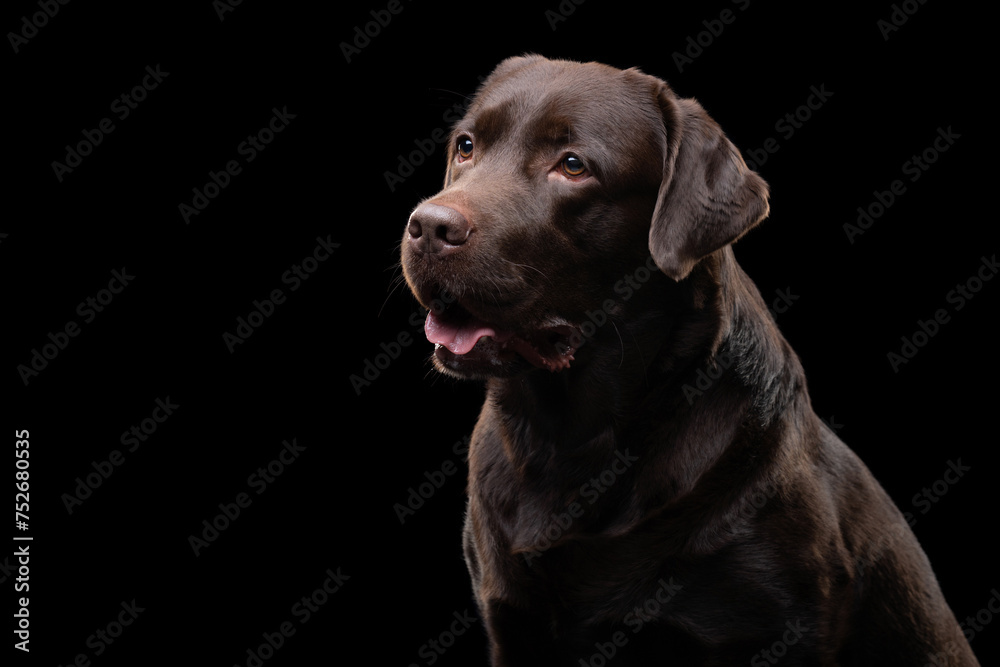 A contemplative chocolate Labrador dog gazes into the distance on a stark black backdrop