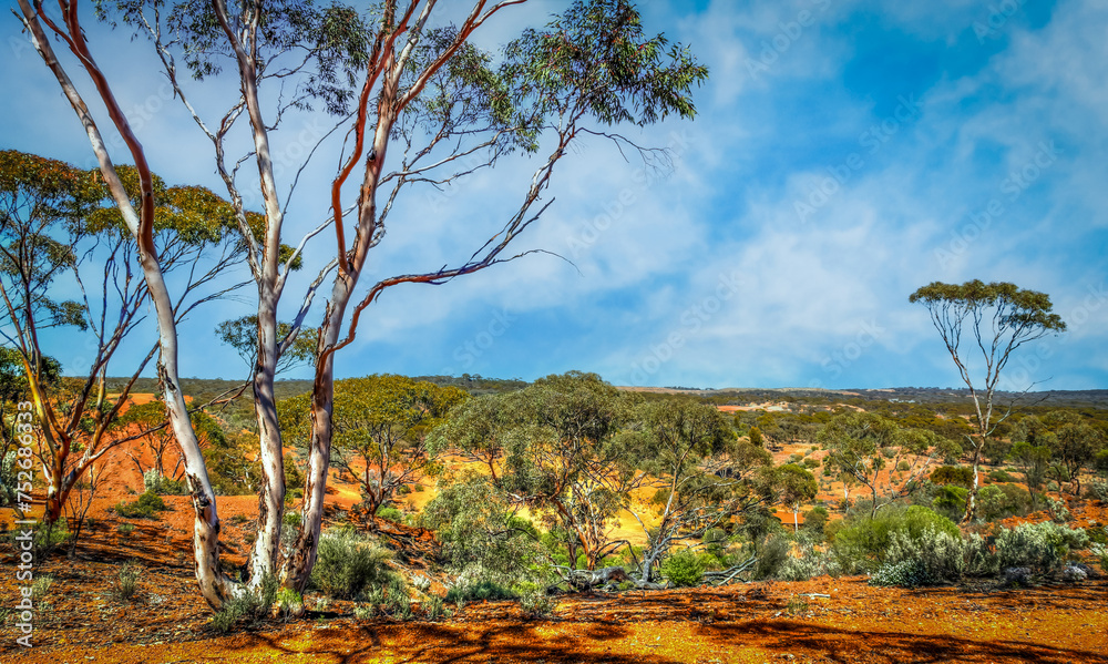 Kalgoorlie red desert in the Goldfields region of Western Australia