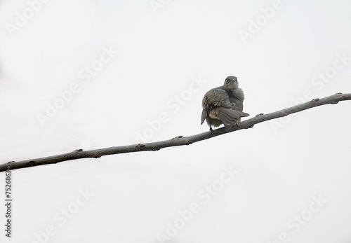 White backgrounds sparrow dirds for decorate art design. photo