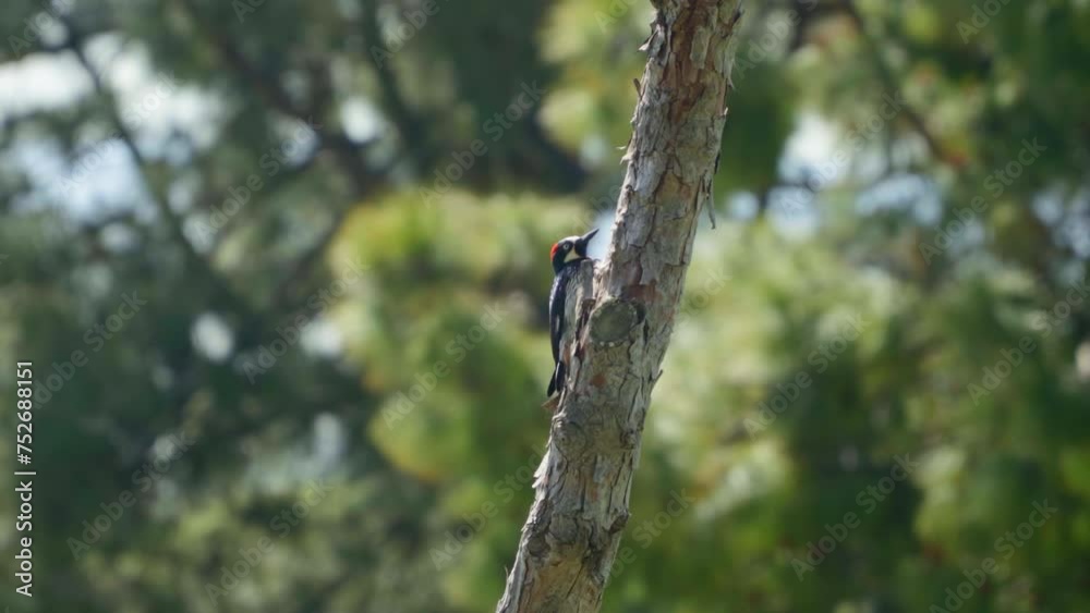 Woodpecker Perched on Tree Trunk in Forest