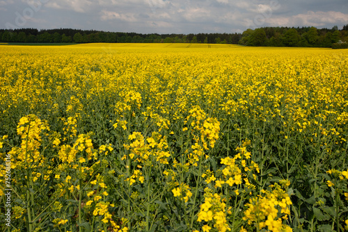 A serene field adorned with vibrant yellow flowers, set against the backdrop of a cloudy grey sky. © Picstocker