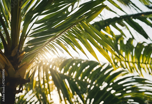 Sunlight filtering through tropical palm leaves.