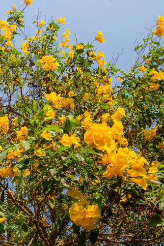 Wallpaper Mural Beautiful yellow flower bush on the tree Torontodigital.ca