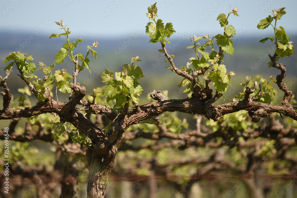Fototapeta premium vineyard