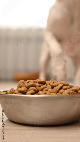 The owner puts a bowl of food on the table and the dog Jack Rassell Terrier starts to eat. Vertical video.  photo