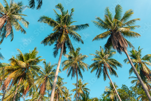  Palm trees leading to the beach travel summer on island