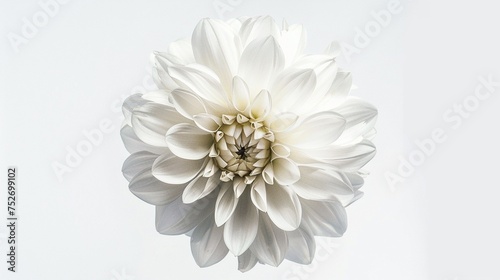 the natural splendor of a flower in full bloom, isolated against a minimalist white background, evoking purity and serenity.
