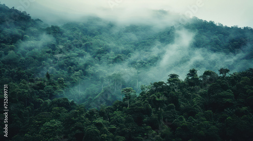 analogue still high angle shot of a foggy rain forest landscape