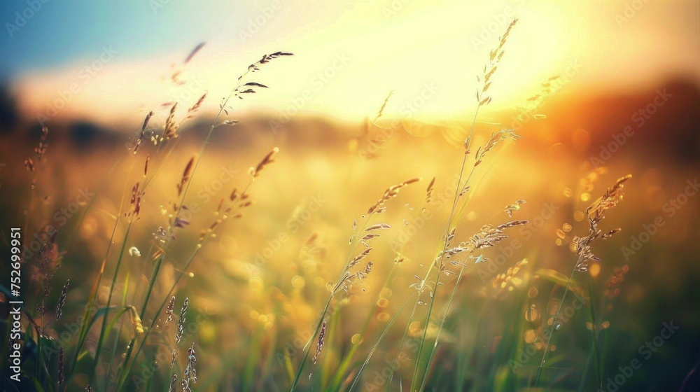Warm sunset light casting glow over a tranquil countryside field with tall grass.