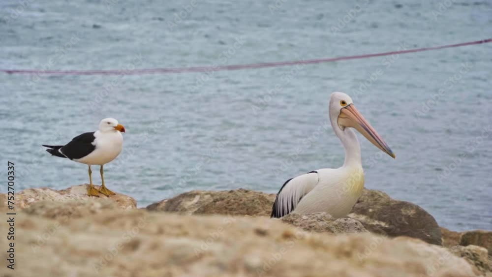 Pelican and Pacific gull waiting for fish on the shore. Emu Bay, Kangaroo Island, South Australia.