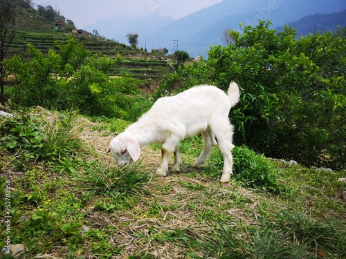 A white goat happily nibbling on lush green grass
