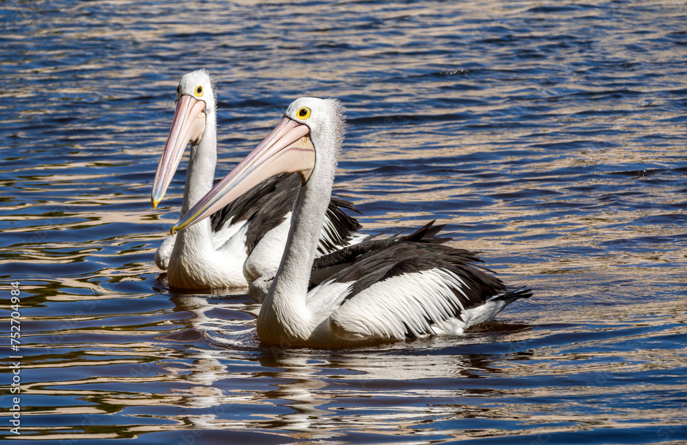 Australian Pelican Pelecanus conspicillatus with big black and yellow eyes. Australia