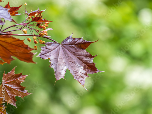 Tree branch with dark red leaves, Acer platanoides, the Norway maple Crimson King. Red Maple acutifoliate Crimson King, young plant with green background. photo