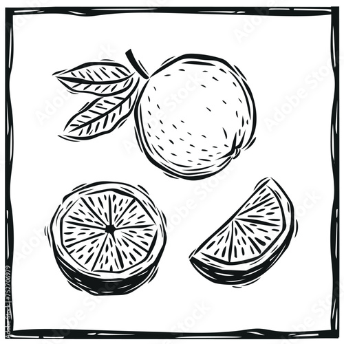 Orange whole and in pieces in woodcut style. Vector illustration in vintage style