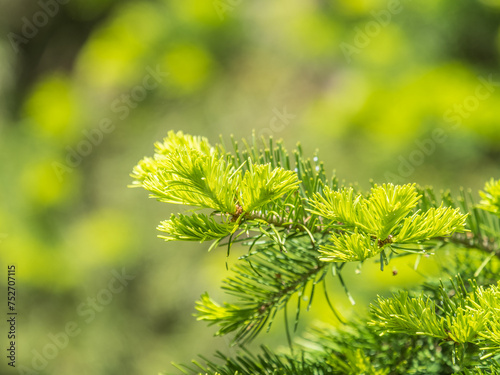 Fir branches with fresh shoots in spring.