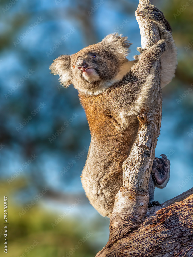 A very cute Koala, Phascolarctos cinereus, on branch of eucalyptus in Yanchep National Park in Western Australia. Yanchep has been home to a colony of koalas since 1938.