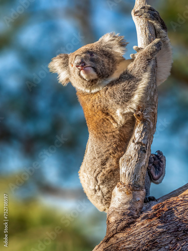 Obraz na płótnie A very cute Koala, Phascolarctos cinereus, on branch of eucalyptus in Yanchep National Park in Western Australia. Yanchep has been home to a colony of koalas since 1938. w salonie