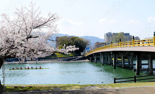 春の瀬田の唐橋、滋賀県大津市の瀬田唐橋、桜と瀬田唐橋 photo