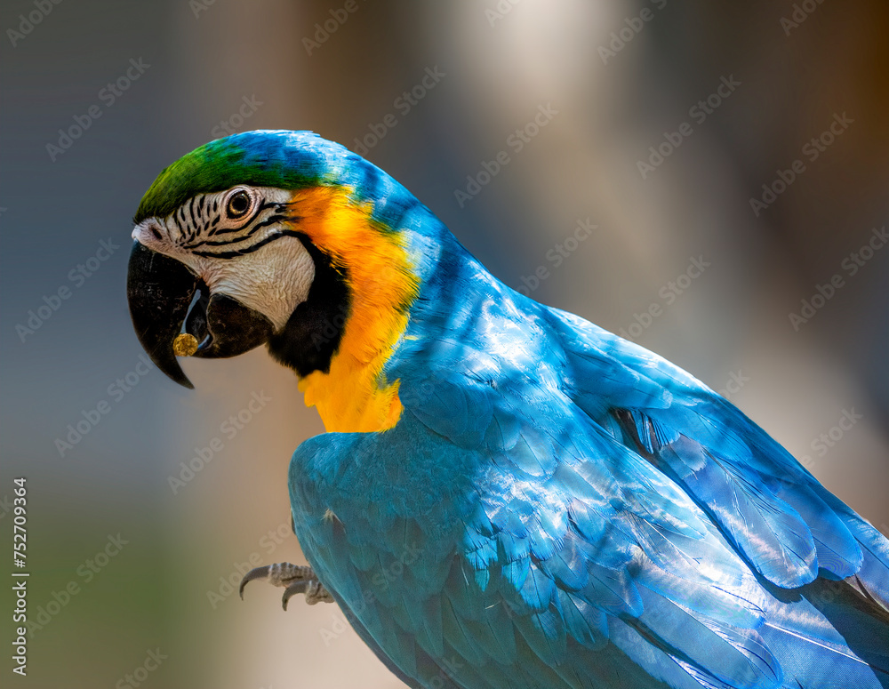 The blue-and-yellow macaw (Ara ararauna), also known as the blue-and-gold macaw,