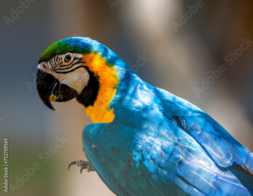 Obraz na płótnie The blue-and-yellow macaw (Ara ararauna), also known as the blue-and-gold macaw, w salonie
