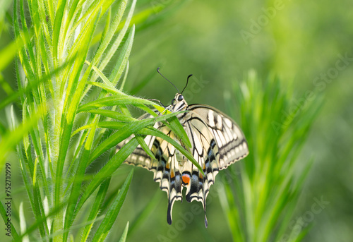 A beautiful butterfly perches on a grass branch