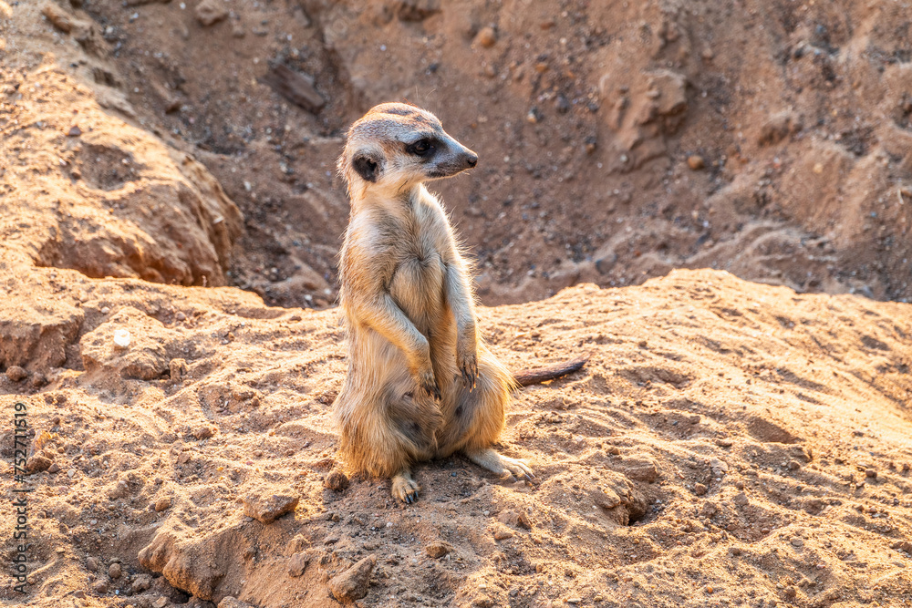 Fototapeta premium Meerkat, Suricata suricatta, on hind legs. Portrait of meerkat standing on hind legs with alert expression. Portrait of a funny meerkat sitting on its hind legs.