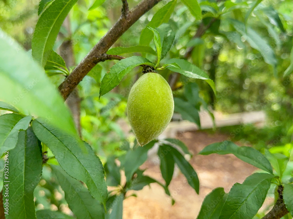 Close-up shot of an unripe green peach growing on a peach tree